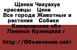 Щенки Чихуахуа красавцы › Цена ­ 9 000 - Все города Животные и растения » Собаки   . Кемеровская обл.,Ленинск-Кузнецкий г.